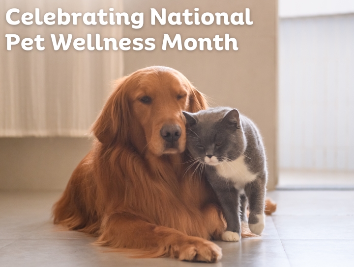 Celebrating National Pet Wellness Month