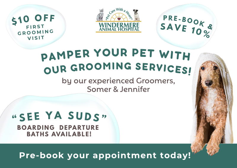 Carousel Slide 1: Explore our grooming services!